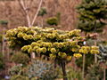 Abies alba Schwarzwald IMG_5133 (VALENTA) Jodła pospolita